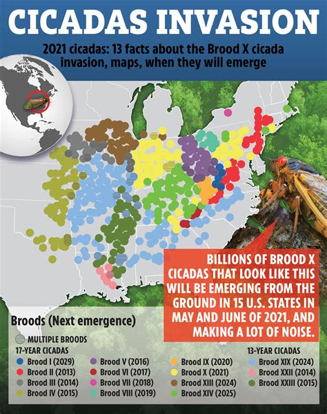 Indiana Cicada Map 2024 - Jody Millisent