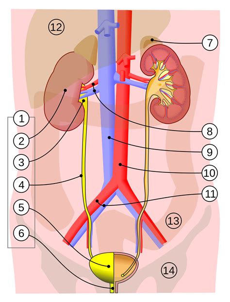 Bladder - Wikipedia