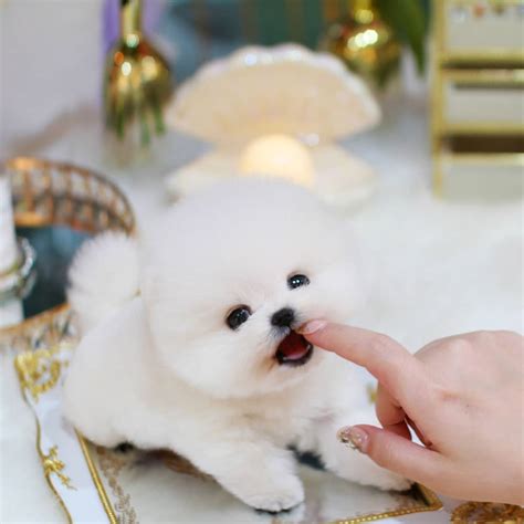 Cute Liters Of Teacup Pomeranian Puppies | Hot Sex Picture