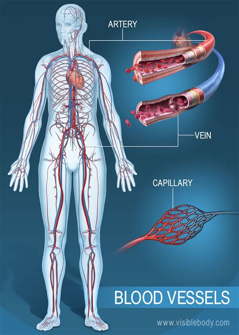 [DIAGRAM] Xylem Vessel Diagram - MYDIAGRAM.ONLINE