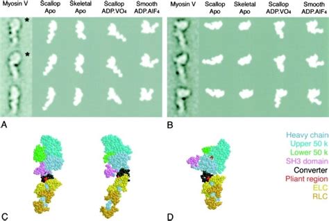 Comparisons of myosin V heads with myosin II crystal structures. The ...