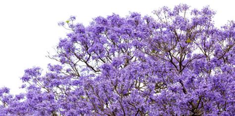 Jacaranda Lifespan: How Long Do Jacaranda Trees Live? - EmbraceGardening