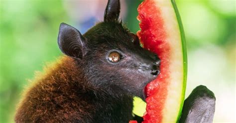 What Do Bats Eat? 14 Foods in Their Diet - A-Z Animals