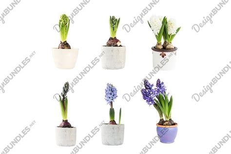 Set of colorful hyacinths in flower pots (639160) | Conceptual | Design ...