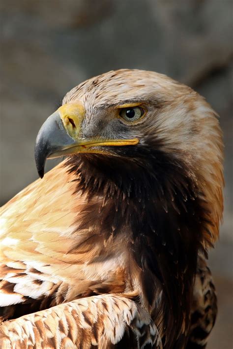 Related species: Spanish Imperial Eagle - Ackroyd & Harvey - Conflicted ...