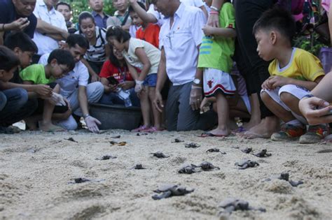 Pawikan hatchlings released | ABS-CBN News