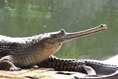 Ganges River Crocodiles