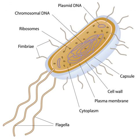 Archaebacteria Cell Structure