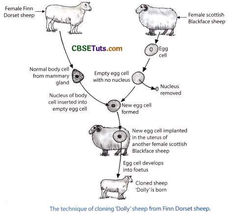 What is Cloning and How Cloning was done to a Dolly Sheep ? - CBSE Tuts