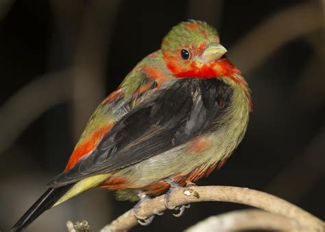 Male Scarlet Tanager Photograph by Gerald Murray Photography - Fine Art ...