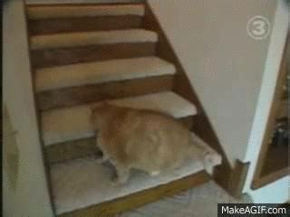 Fat cat running upstairs on Make a GIF