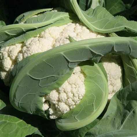 Cauliflower, Snowball | Siskiyou Seeds