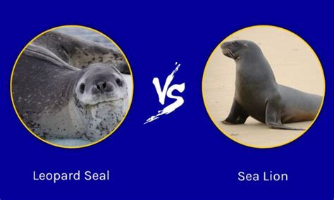 Leopard Seal vs Sea Lion: The Key differences