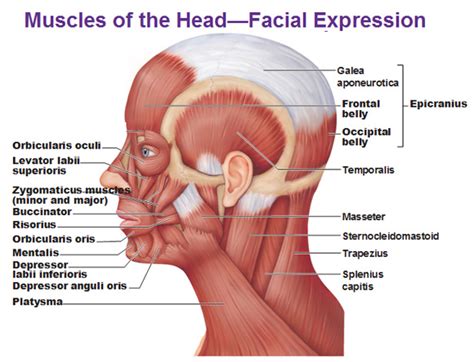 Muscles of the Head