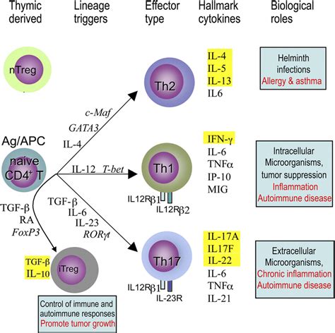 T Cell Types