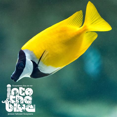 Foxface Rabbitfish