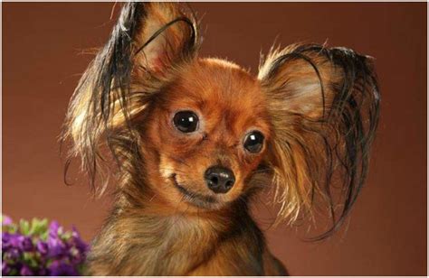 The Best Small Dog Breeds That Will Make You Fall In Love With At First ...