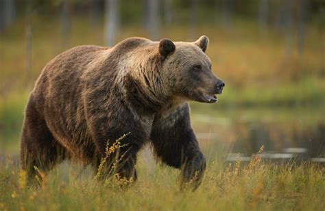 Eurasian brown bear – Bear Conservation