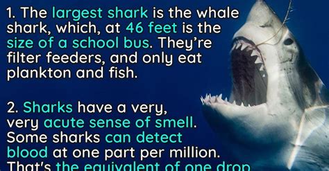 10 Jaw-Dropping Facts About Sharks | 22 Words