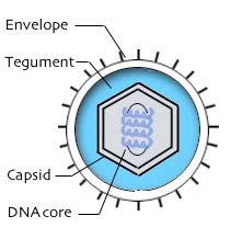 Herpesvirus overview