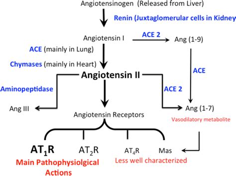 Figure 1.1 from Angiotensin II Type 1 Receptor (AT1R) Changes in Animal ...