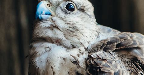 Photo of Falcon with Blue Beak · Free Stock Photo