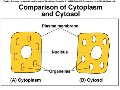 Difference between Cytosol and Cytoplasm - The Student Room