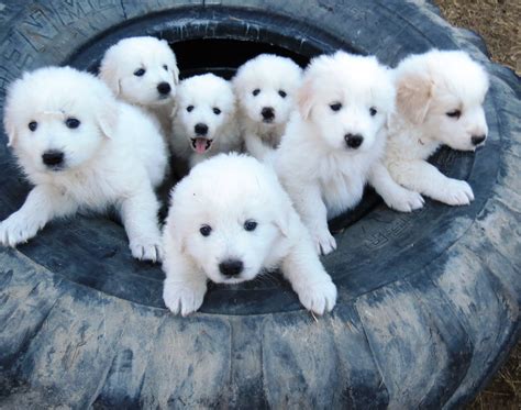 Maremma Sheepdog : History, Temperament, Care, Training, Feeding & Pictures