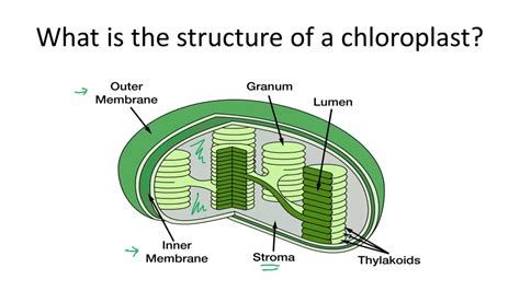 Structure of the Chloroplast - YouTube