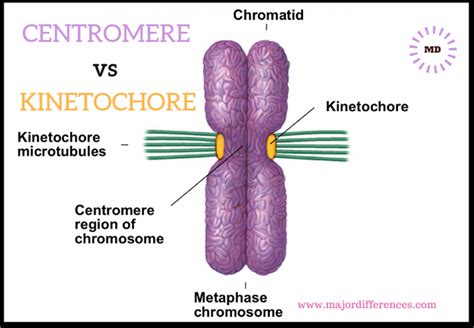 Centromere vs Kinetochore | Biology lesson plans, Biology resources ...