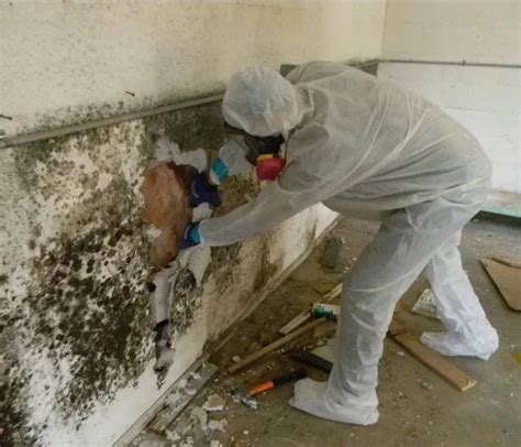 Black mold removal services near me | Free estimates 24/7