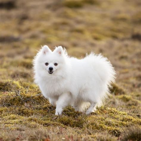 40 Smallest Types of Dog Breeds: Cute Dogs that Stay Tiny Forever