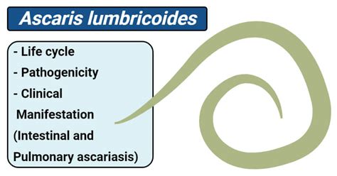 Ascaris Lumbricoides Life Cycle