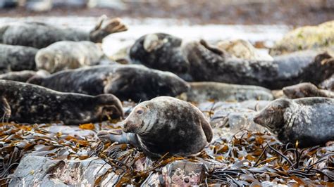 Farne Islands' seal colony | North East | National Trust