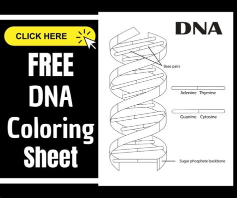 Dna Coloring Pages