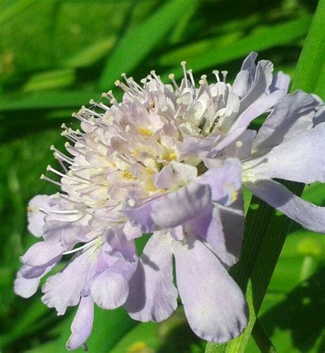 Pin Cushion flower