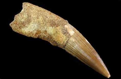 3.3" Spinosaurus Tooth - Real Dinosaur Tooth (#64435) For Sale ...