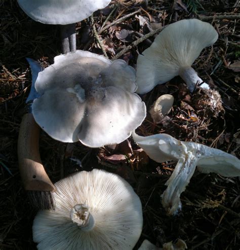 Clouded agaric – identification, distribution, edibility – Galloway ...