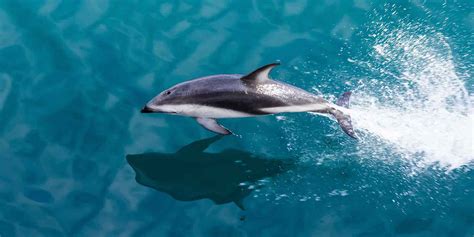 Milford Sound wildlife location in New Zealand, Australasia | Wildlife ...