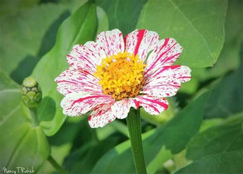 Candy cane zinnia | Flower oasis, Zinnias, American meadows