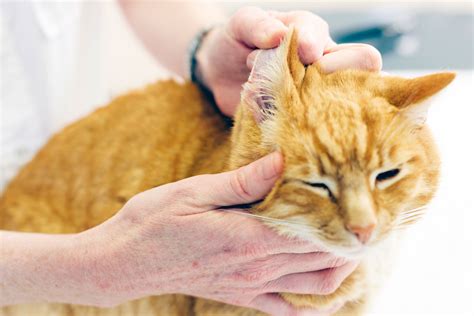 How Do Cats Get Ear Mites? - TalkAboutCats.com