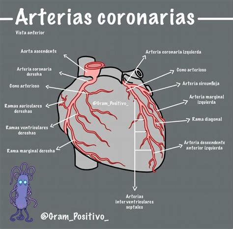 Arterias Coronarias Vista Anterior | Med For Dummies | uDocz