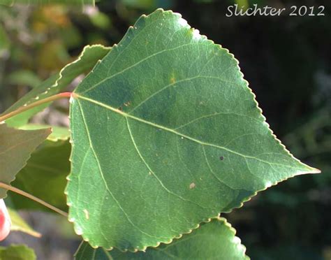 Black Poplar, Lombardy Poplar: Populus nigra (Synonyms: Populus ...