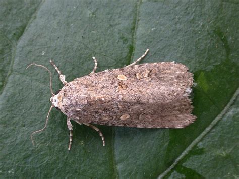 Noctuidae : Spodoptera exigua - mothdissection.co.uk