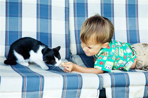 How To Introduce Cats To Children | Choosing The Right Cat For You | Cats