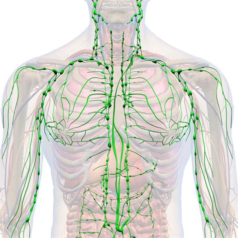 Lymphatic System Foods | Best Foods for Lymphatic System