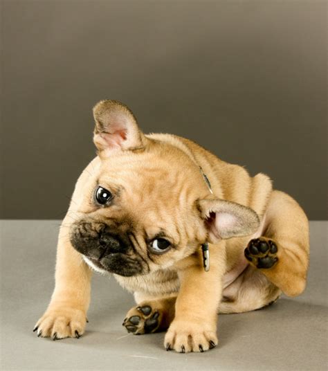 88+ Clipped Ear French Bulldog Ears Cropped - l2sanpiero