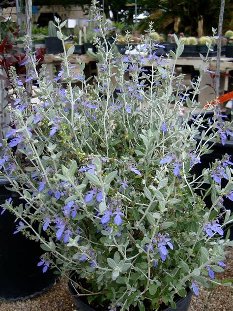 Azure Bush Germander | Plants, Backyard plants, Lavender plant