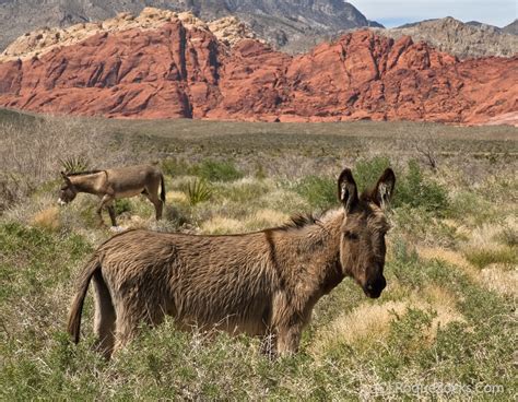 Wild-Burros-in-Red-Rock-Canyon-national-conservation-area-… | Flickr