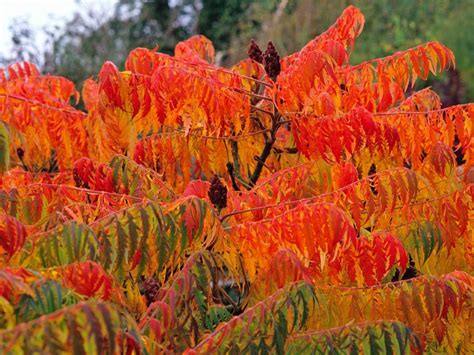 Sensational Sumac | Arbustos de bajo mantenimiento, Jardín de otoño ...